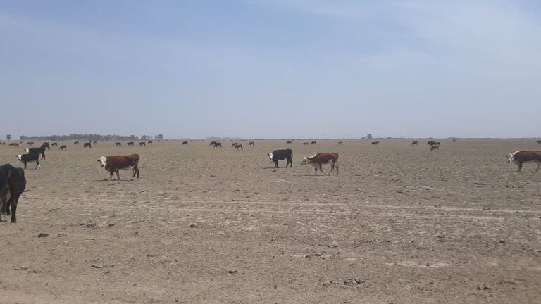 Campos sin pasto por la sequía en la región
