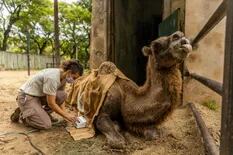 Carolina, la camella del Ecoparque que conmovió a las redes, murió ayer