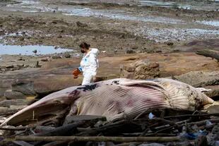 Una trabajadora ambiental camina cerca de una ballena Bryde muerta arrastrada hasta una playita cerca del Casco Antiguo de Ciudad de Panamá y sobre la bahía del Pacífico, el jueves 16 de junio de 2022. (Foto AP/Arnulfo Franco)