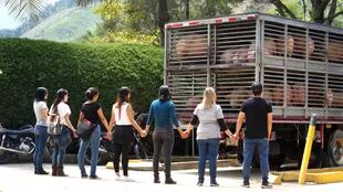 Las vigilias, una acción para presenciar el sufrimiento de los cerdos y otros animales destinados al consumo. 