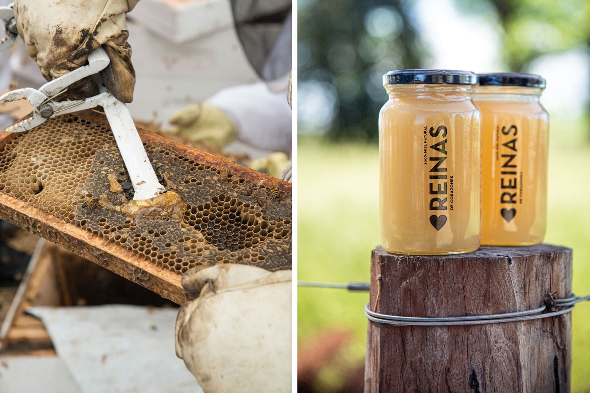 Cuando la miel está madura, las
abejas le ponen una capa de cera que
se llama opérculo. La miel va directo
a los frascos, sin procesos ni aditivos.