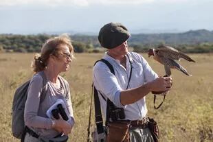 Según el cetrero, se puede ser testigo a diario del espectáculo que significa presenciar un halcón peregrino cazar, casi imposible de ver directo en la naturaleza.