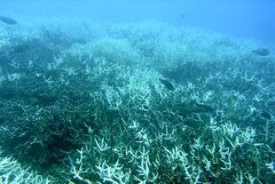El blanqueamiento de los corales podría ser irreversible si no hacemos algo al respecto