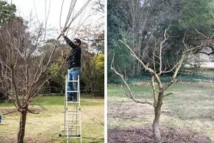 Izquierda: debemos limitar la altura para facilitar el manejo, ya sea cuando aplicamos productos fitosanitarios o para cosechar los frutos. Derecha: el frutal ya podado, con las ramas primarias bien distribuidas.
