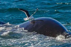 Sobrevivieron a la caza, pero las ballenas ahora deben enfrentar una amenaza pequeña y letal