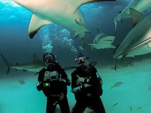 Buceo con tiburones en Nassau, Bahamas
Foto: archivo de Hernán Guibert