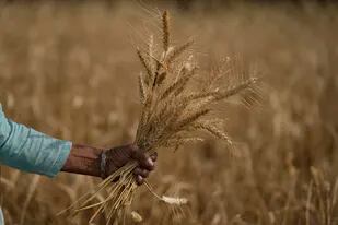 El trigo se convirtió en un bien escaso en el mundo y con sus precios en alza