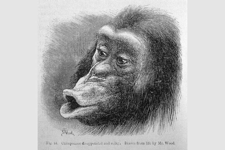 Ilustración del libro de Darwin de un "chimpancé decepcionado y malhumorado"
