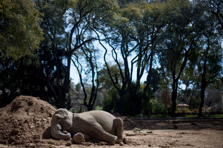 Mara, la elefanta que será trasladada a Brasil, descansando en el recinto del Ecoparque porteño