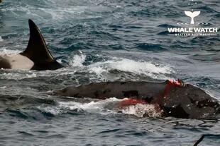 La brutal pelea entre una ballena y un grupo de orcas