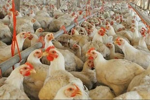 Las granjas avícolas, un caso de integración