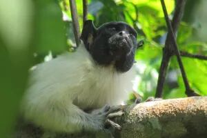 Desentraman un histórico misterio acerca de la comunicación de los monos