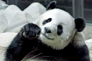 Murió una famosa panda gigante cedida por China a Tailandia