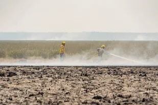 Imágenes de los incendios en Corrientes proporcionadas por la Fundación Rewilding Argentina
