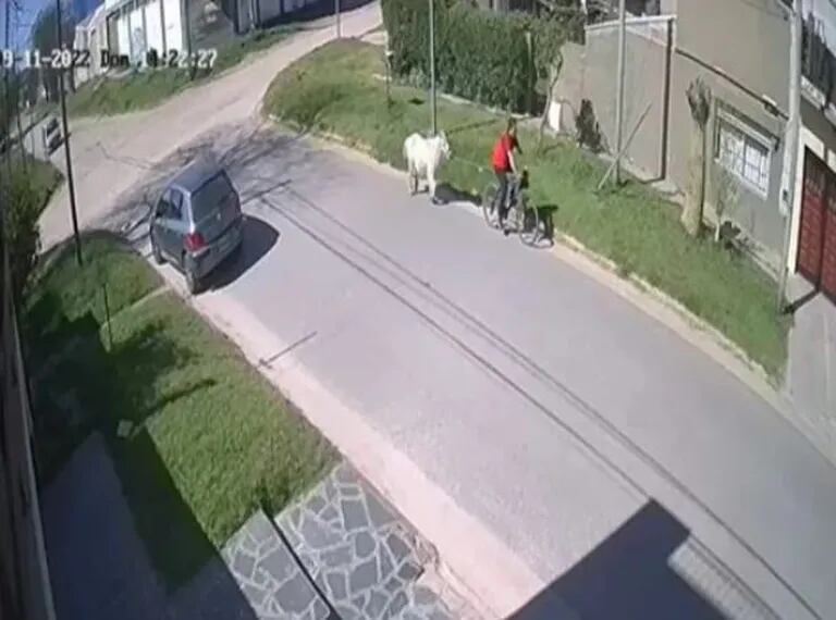 A pony was stolen in Mar del Plata and shot on a bicycle: its owners are wanted