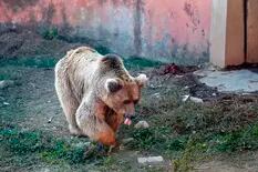 Dos osos son los últimos animales en abandonar "el peor zoológico del mundo"