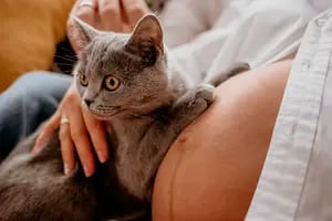 Cómo perciben los gatos que una mujer está embarazada