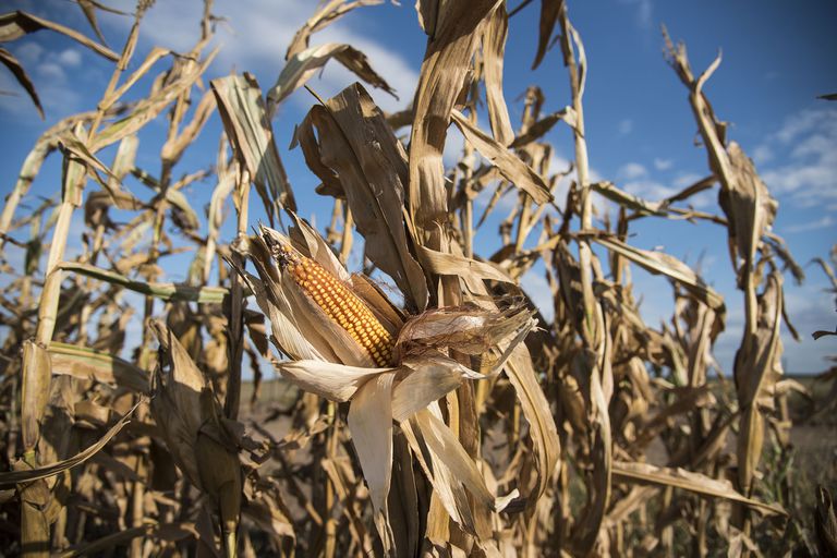 El Gobierno podría subir el monto que tiene el Fondo de Emergencia Agropecuaria, que desde el año 2009 hasta la fecha se mantiene en $500 millones y no tuvo actualización