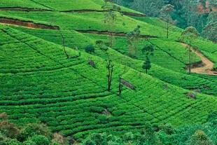 Sri Lanka produce anualmente alrededor de 340 millones de kg de té