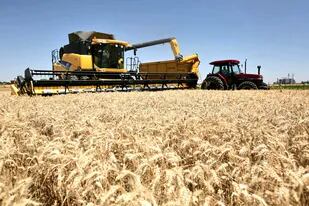 Con una cosecha récord, el trigo aportará al país US$4070 millones