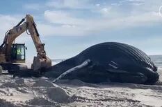 Una ballena en Nueva York; el sorprendente video del cetáceo de casi cinco años