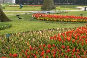 Un recorrido por el jardín de tulipanes más grande del mundo