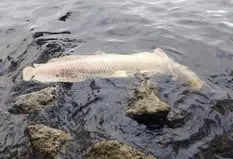 Misterioso hallazgo: un monstruoso pez del Amazonas aparece muerto en la Florida
