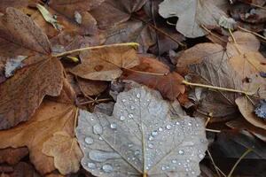 Tres poderosos motivos para no levantar las hojas secas en otoño