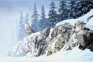 Encontrá a los dos lobos ocultos en el bosque nevado: tenés solo 8 segundos