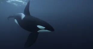 “Secretos de las Ballenas” muestra como los jóvenes de un mismo grupo de orcas son entrenados por los adultos