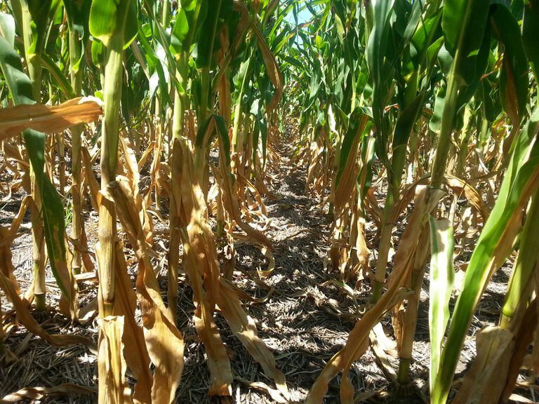 Preocupación por la falta de lluvias para el maíz