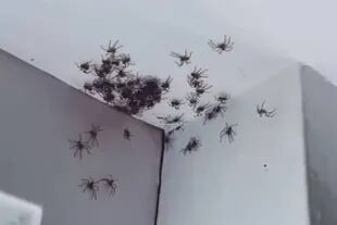 Las arañas que aparecieron en la habitación son de la especie huntsman, que no son agresivas con el ser humano
