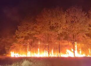 Producción forestal afectada. Según Velar, en menos de un mes se pasó de 10.000 a 41.000 hectáreas quemadas