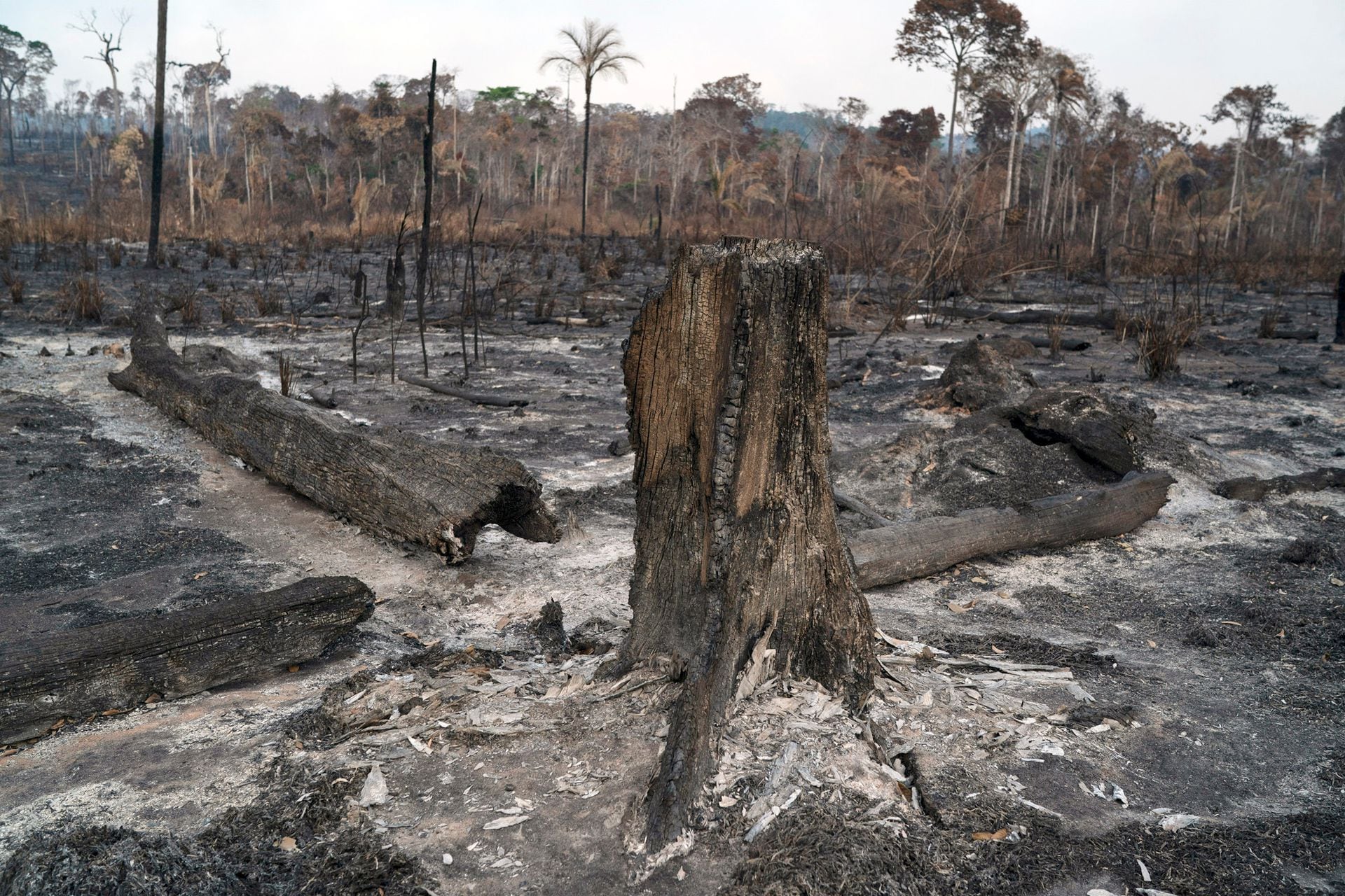 Incendios en el Amazonas las imágenes más impactantes de la
