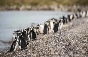 Colonia de pingüinos en la isla Cormorán.