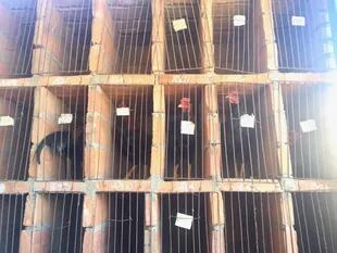 En un predio de Santiago del Estero, los gallos esperan en jaulas en la pared su turno para pelear