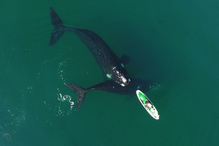 Un fotógrafo logró captar un impresionante video de una ballena nadando debajo de una deportista que hacía stand up paddle