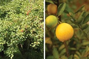 Los manzanos de adorno son muy atractivos y los frutos son comestibles (izquierda). El limón sutil es atractivo por sus azahares y el jugo suave de sus frutos, que es siempre bienvenido (derecha).
