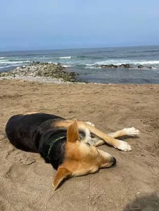 El perro se llama Vaguito y está al cuidado de la comunidad cercana a la playa.
