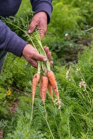 La zanahoria es un vegetal con muchas propiedades para la piel y la vista. Pocos saben que sus hojas también son comestibles.