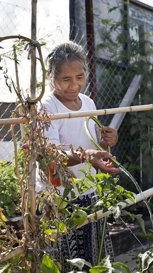 Claudina, voluntaria del vivero comunitario de la villa 20, riega las plantas de tomate.
