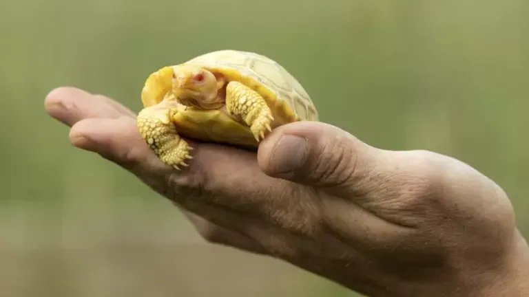 Nació en un zoológico la primera cría albina de una tortuga gigante de  Galápagos - LA NACION