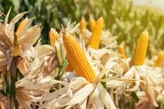 Campaña 2022/23 : los márgenes favorecen al maíz, aunque la duda es si se podrá sembrar por la falta de humedad