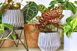 Las 5 plantas exóticas que podés tener para filtrar el aire de tu casa