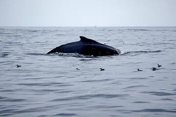 Las ballenas jorobadas también se verán amenazadas con el proyecto
