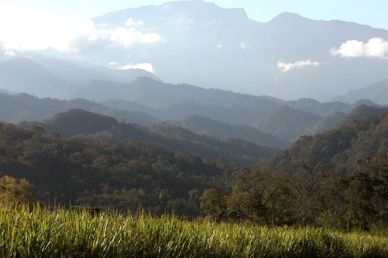 Hace 10 años, la Fundación ProYungas creó el programa Paisaje Productivo Protegido (PPP), que genera un modelo de gestión del territorio a escala de paisaje que permite integrar la producción con la conservación de la naturaleza