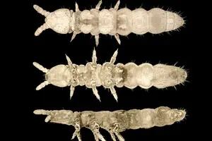 Descubren un insecto "fantasma" que sobrevivió a 30 edades de hielo