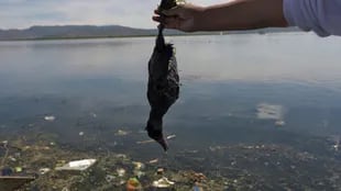 La activista ambiental Maruja Inquilla sostiene un pájaro muerto llamado "Choca", en la orilla del lago Titicaca, en Coata, en la región de Puno, Perú