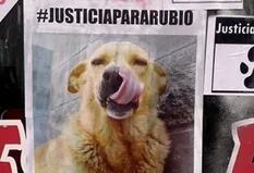 Condenaron a un año y medio de prisión al asesino de Rubio, el perro arrastrado por una camioneta hasta morir
