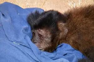 El país que registra una serie de ataques contra primates por temor a viruela del mono